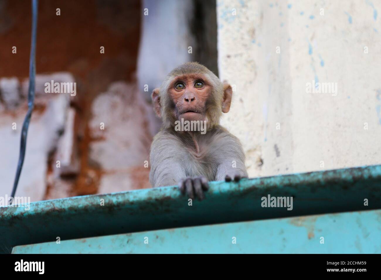 Rhesus macaque - Indien Stockfoto