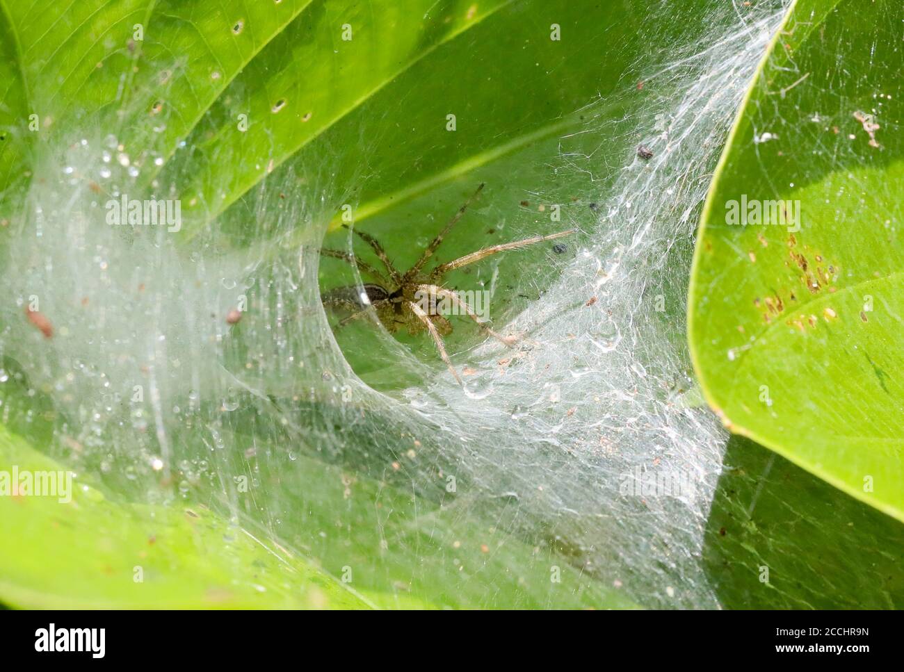 Spinne im Netz auf Blatt Stockfoto