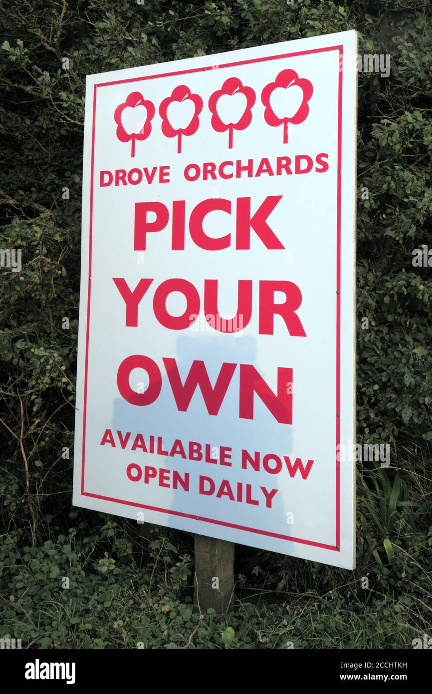 Wählen Sie Ihre eigenen, Äpfel, Straßenschild, gefahren Obstgärten, Norfolk, England Stockfoto