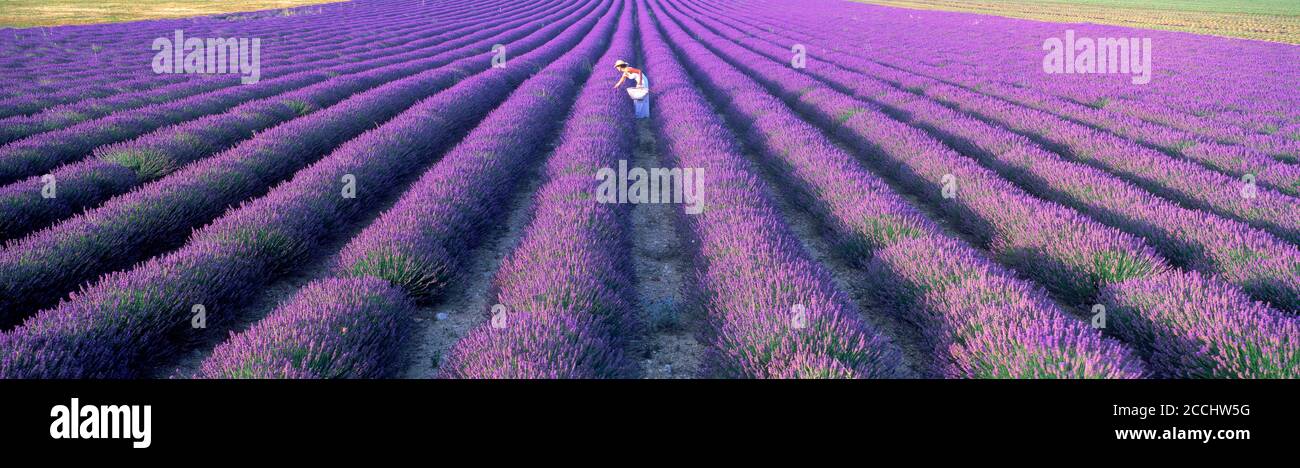 Frau im Lavendelfeld in der Provence. Frankreich Stockfoto