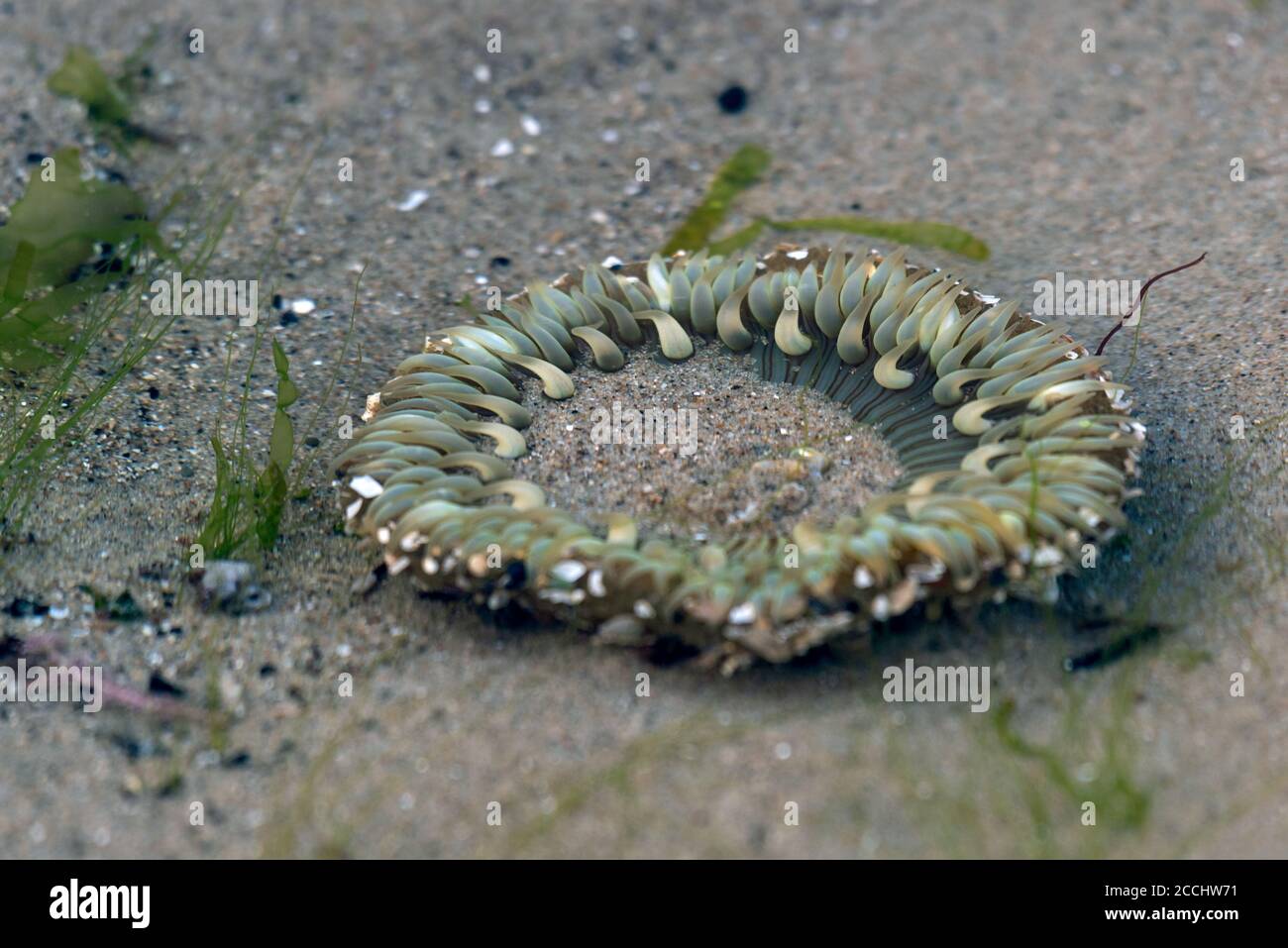 Extreme Ebbe an der Ventura Küste exponierte Seeanemone nur leicht in einem flachen Gezeitenbecken untergetaucht. Stockfoto