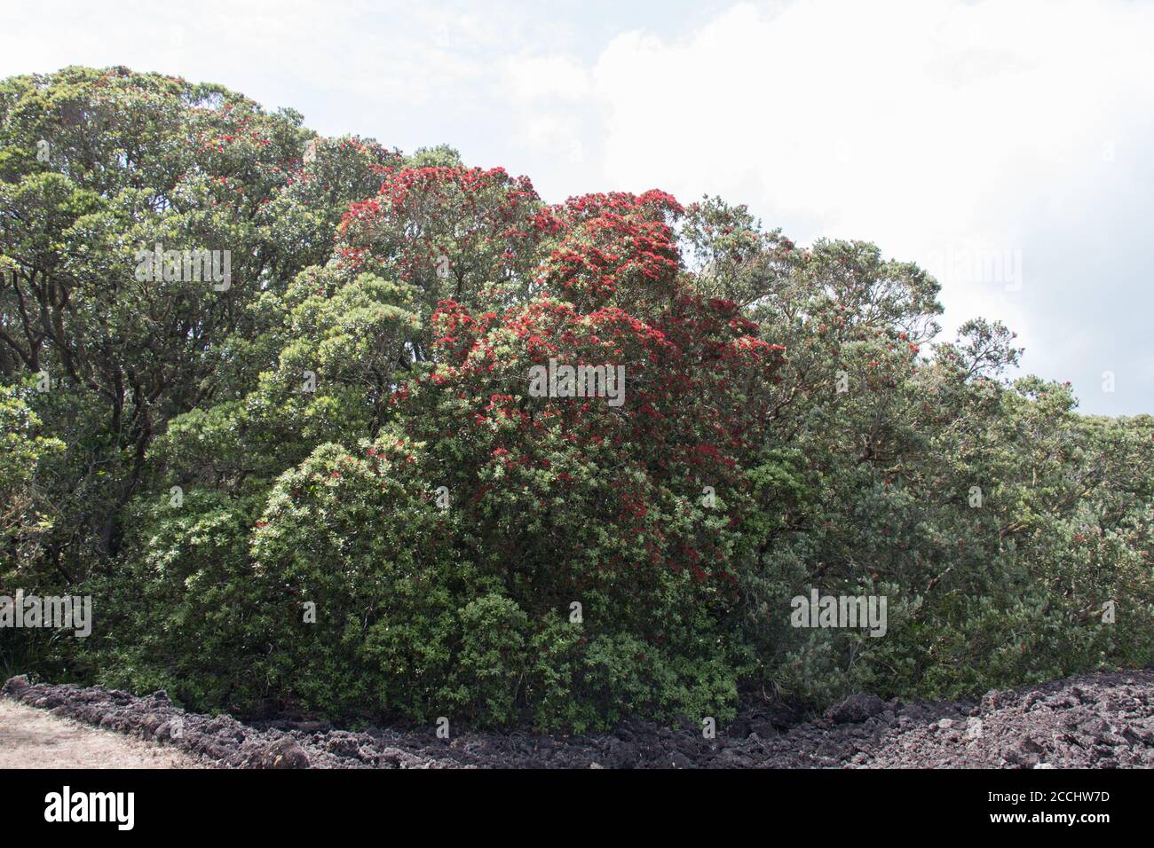 Der Blick auf den blühenden Pohutukawa-Baum. Stockfoto