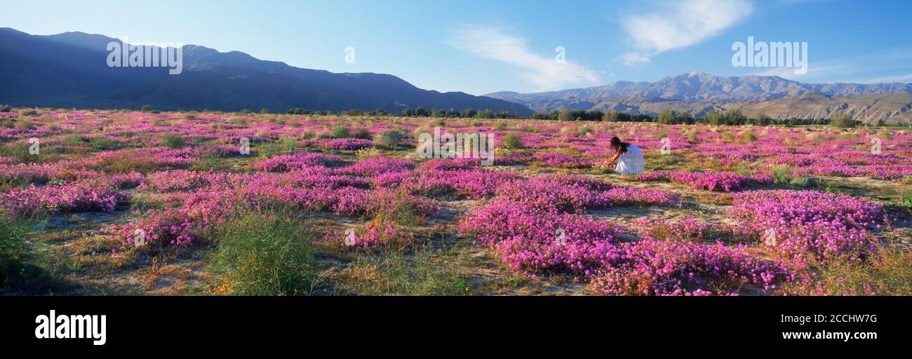 Dame im Bereich der violetten Sandverbenas Sand Eisenkraut Blumen in Kalifornien Anza Borrego Wüste Stockfoto