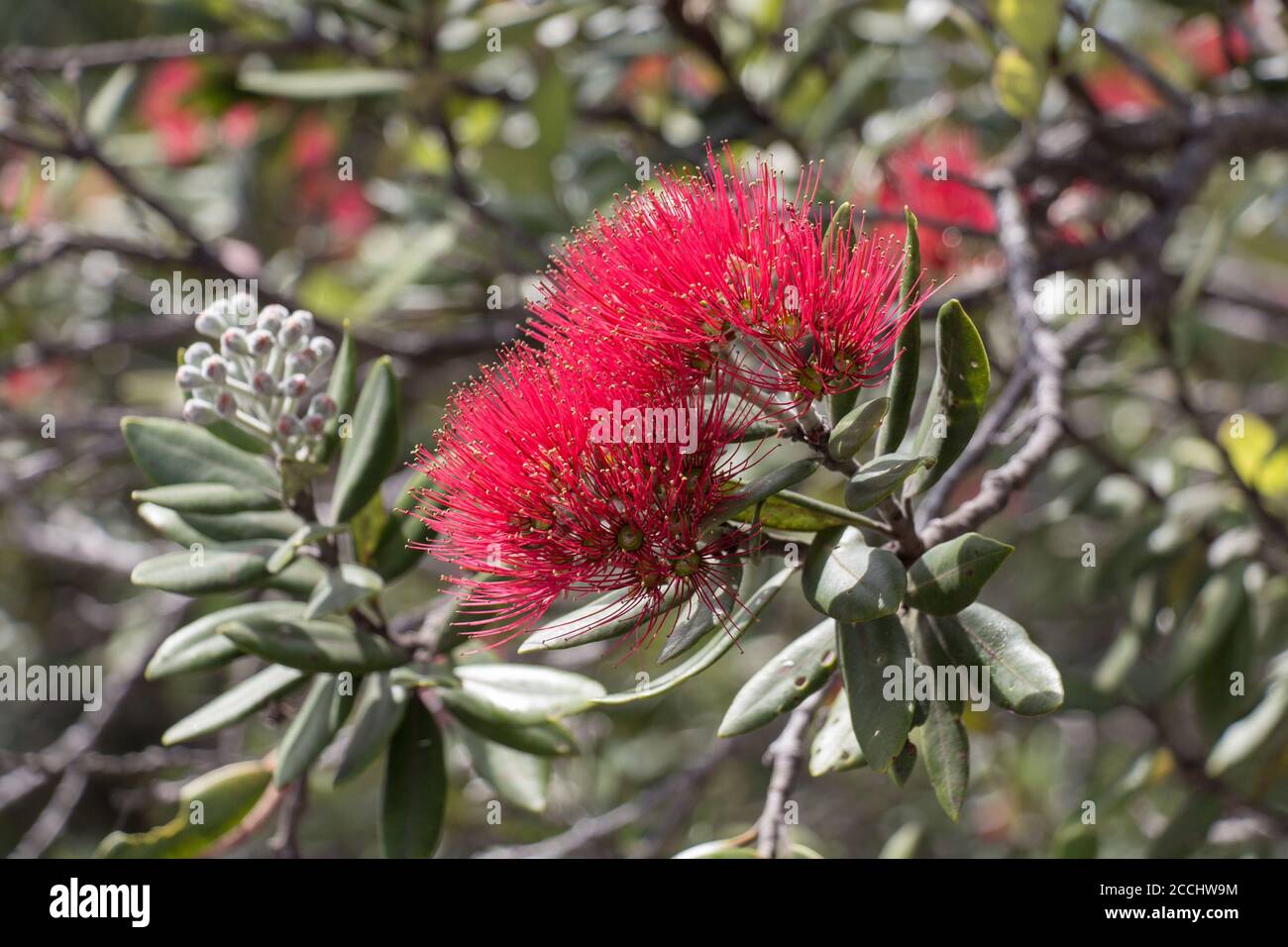 Nahaufnahme der blühenden Pohutukawa-Blume. Stockfoto