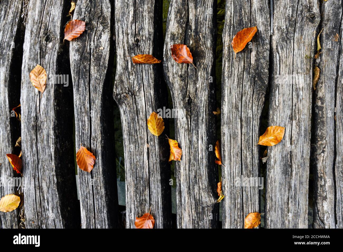 Alte hölzerne Grunge Brücke mit Herbstblättern aus der Nähe. Natürliche Textur. Kann wie Naturhintergrund verwendet werden Stockfoto