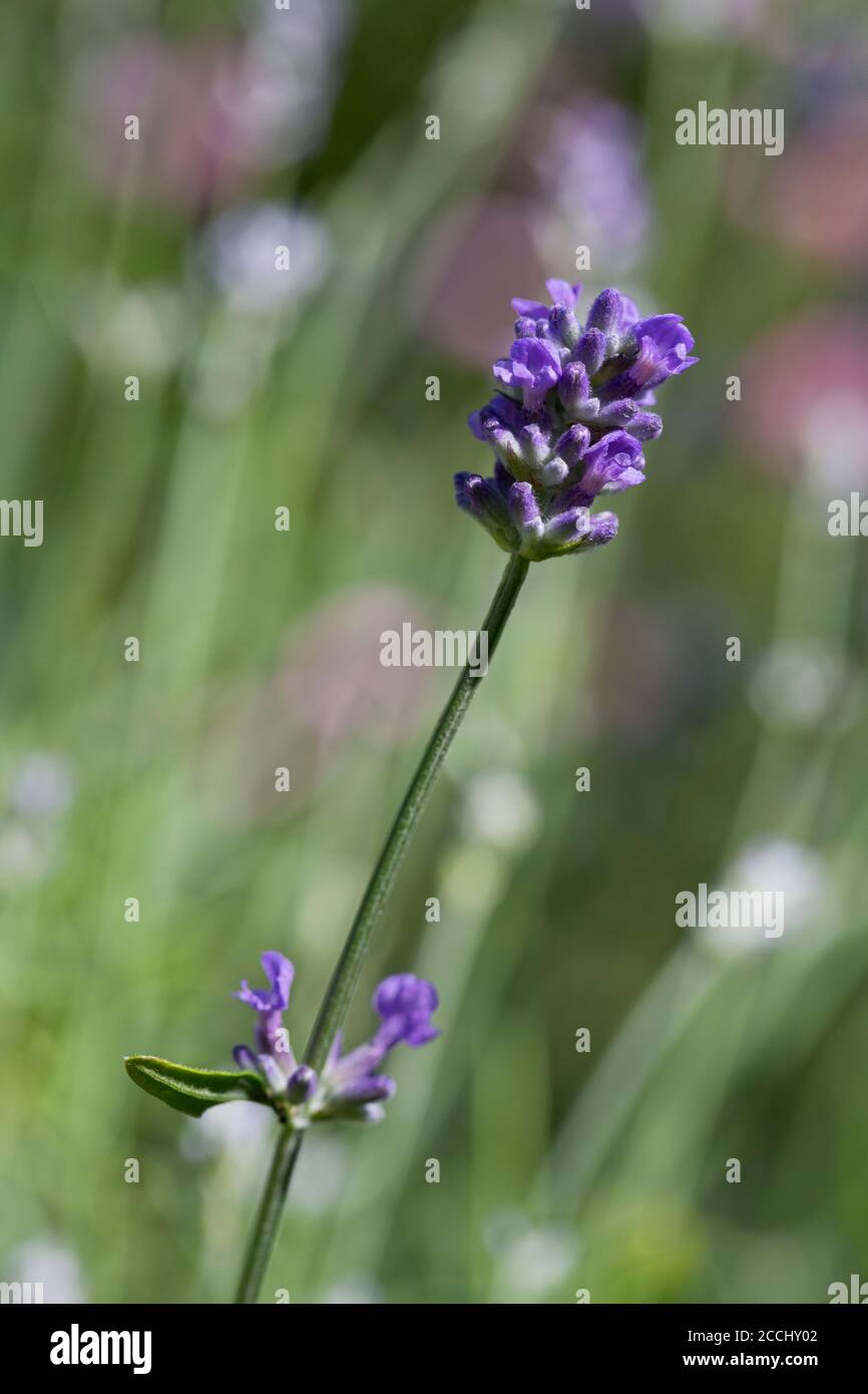 Lavendelblüte in einem Garten im Sommer, England, Vereinigtes Königreich Stockfoto