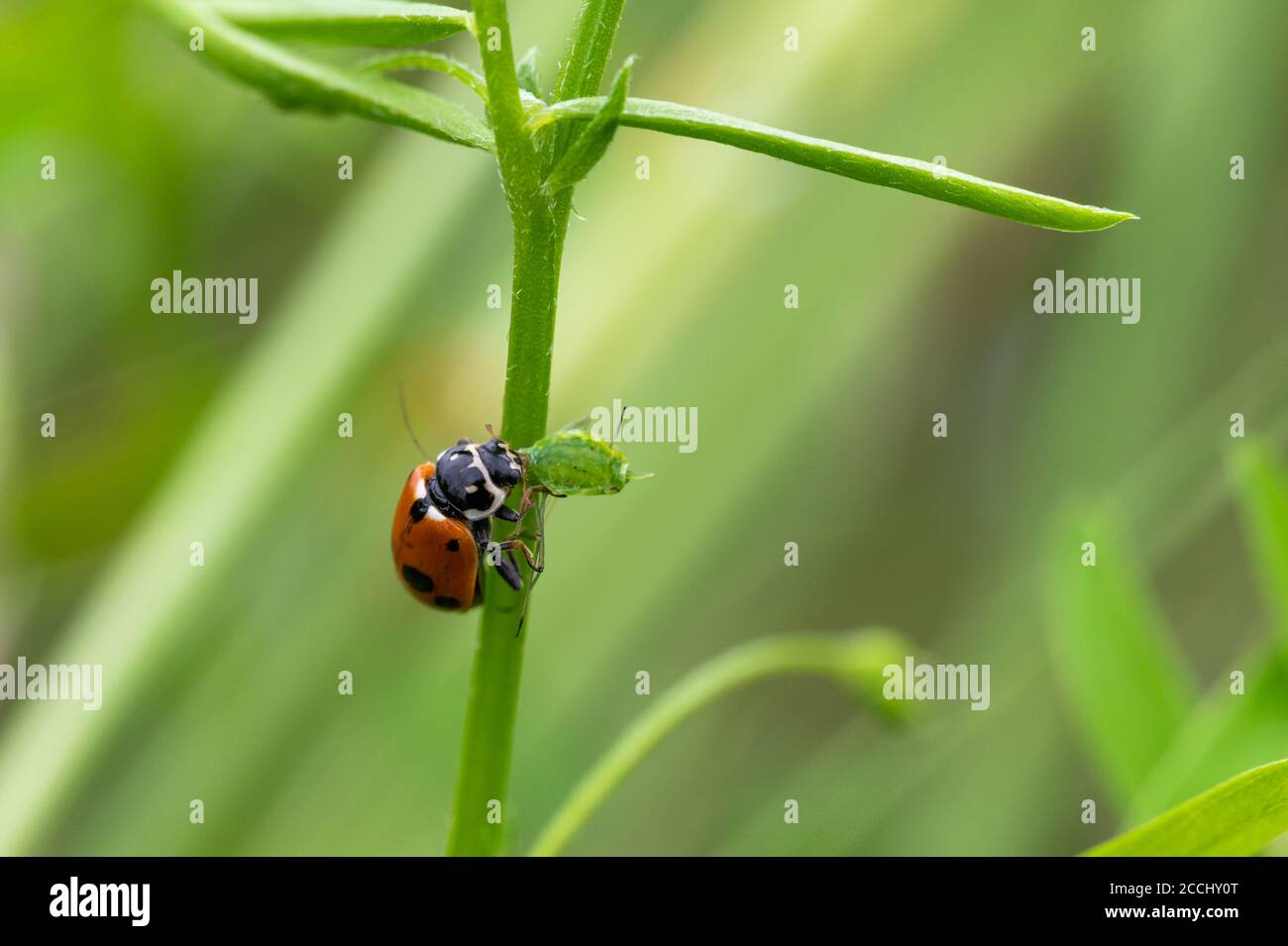 Marienkäfer (Coccinella septempunctata), der seine Beute frisst, die eine Blattlaus ist. Makro, Nahaufnahme. Stockfoto