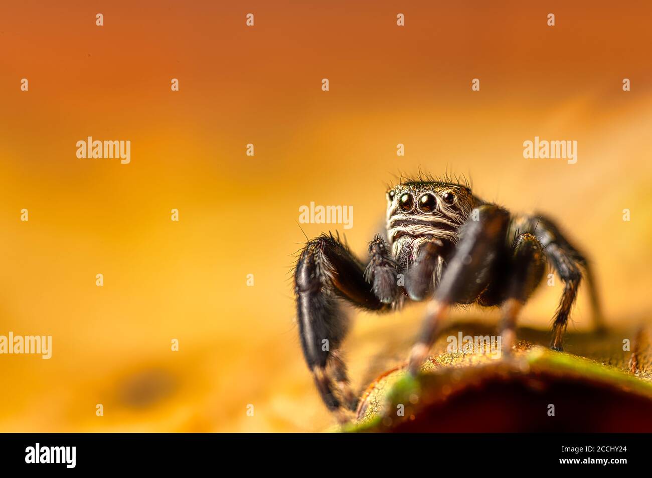 Schwarzer Pullover (Evarcha arcuata, springende Spinne) kriecht auf einem trockenen Blatt. Nahaufnahme einer Spinne, Makro, farbenfroher Hintergrund. Stockfoto