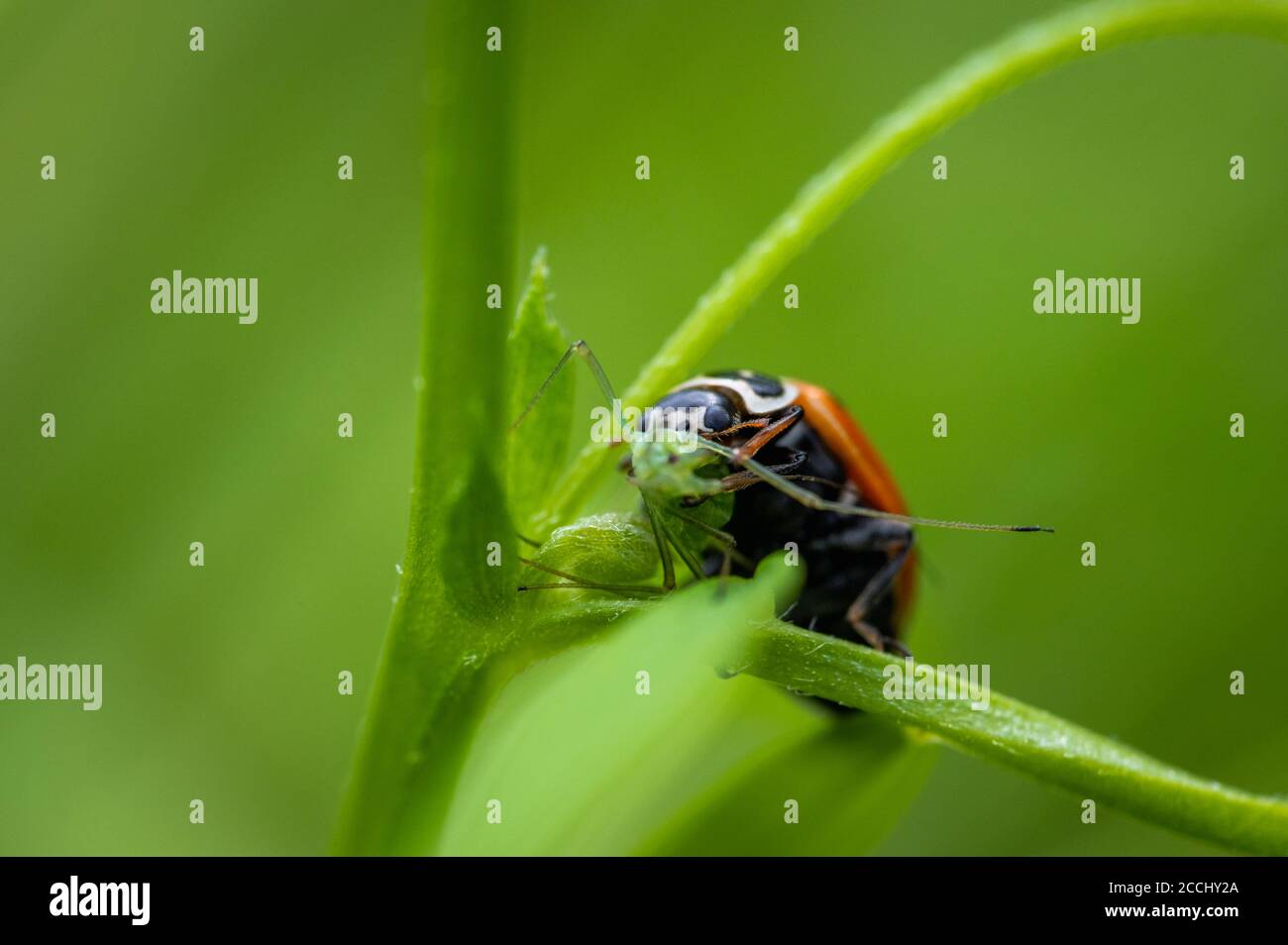 Marienkäfer (Coccinella septempunctata), der seine Beute frisst, die eine Blattlaus ist. Makro, Nahaufnahme. Stockfoto