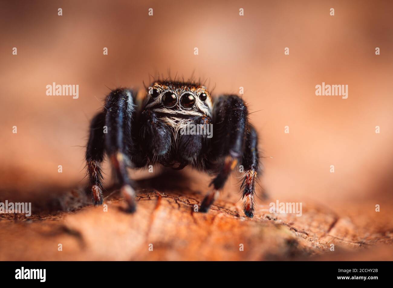 Schwarze Spinne (Evarcha arcuata, springende Spinne) kriecht auf einem trockenen Blatt. Nahaufnahme einer Spinne, Makro, dunkelbrauner Hintergrund. Stockfoto