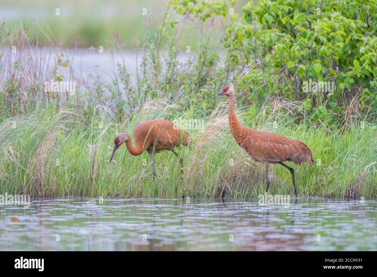 Paar Sandhill Kraniche Fütterung in Feuchtgebieten, Ost-Nordamerika, von Dominique Braud/Dembinsky Photo Assoc Stockfoto