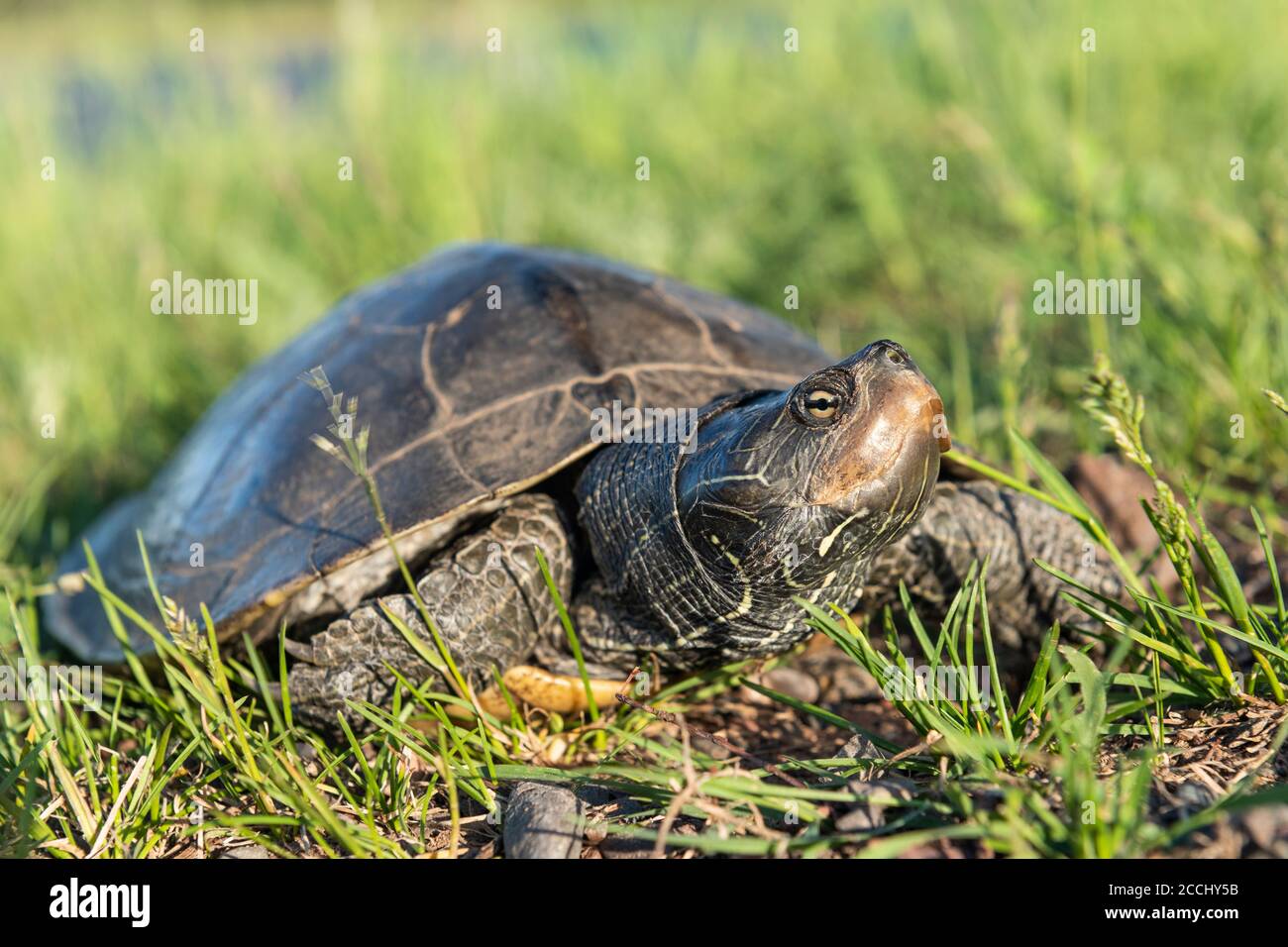 Karteschildkröte (Graptemys geographica), Region des Mittleren Westens und der Großen Seen, USA, von Dominique Braud/Dembinsky Photo Assoc Stockfoto