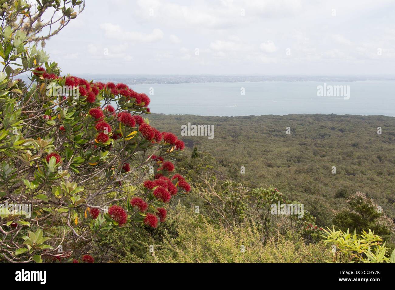 Nahaufnahme von Pohutukawa in Blüte mit Meer im Hintergrund. Stockfoto