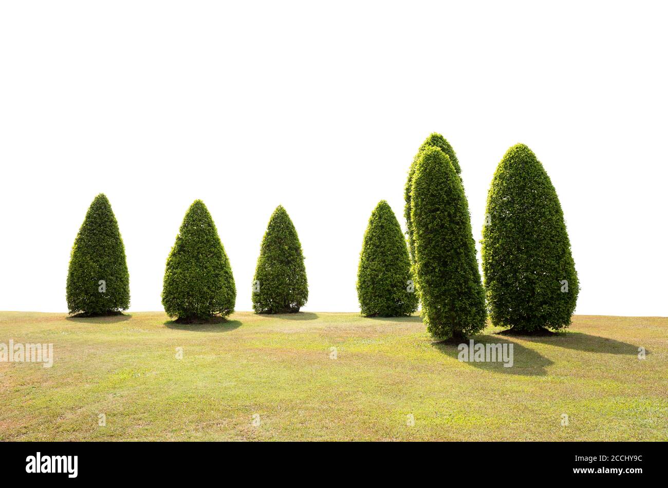 Topiary Bäume auf grünem Gras Feld isoliert auf weißem Hintergrund Stockfoto