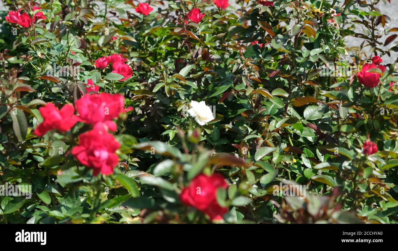 Einzelne, Blassrote Rose Stockfoto