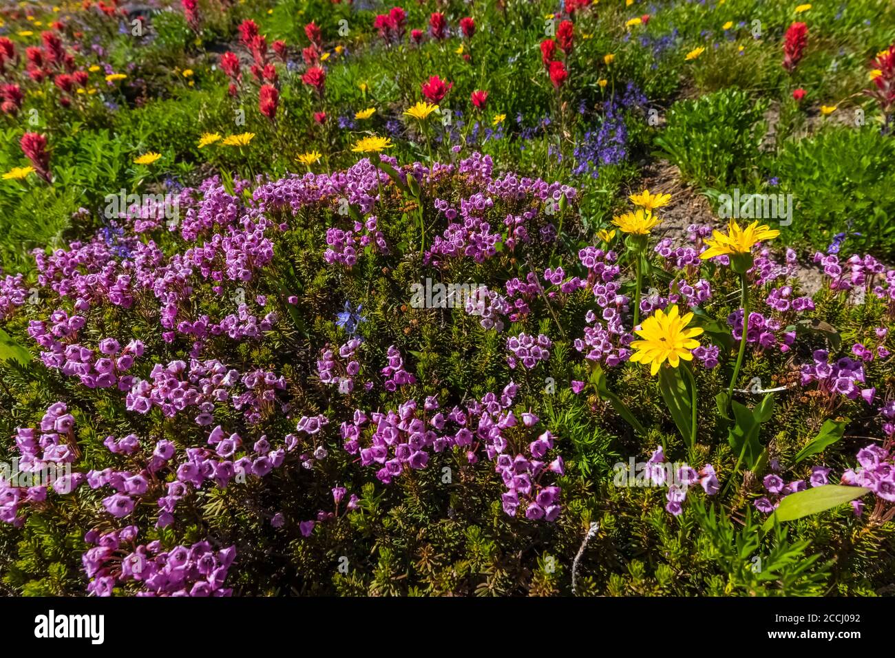 Pink Bell Heather, Phyllodoce empetriformis und andere Wildblumen auf einer subalpinen Wiese entlang des Pacific Crest Trail in der Goat Rocks Wilderness, G Stockfoto