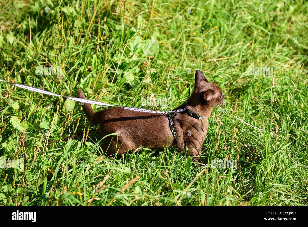 Burmeskatze mit Leine, die draußen läuft. Halsbandtiere wandern im Freien Abenteuer im Park oder Garten. Burma Katze trägt Geschirr geht auf grünem Gras in s Stockfoto
