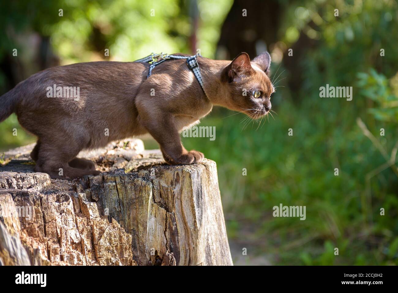 Burmeskatze mit Leine, die draußen läuft. Burma Katze trägt Geschirr spielt auf trockenem Holz im Sommer Park. Verspielte Halsbandtiere wandern im Freien Abenteuer. Stockfoto