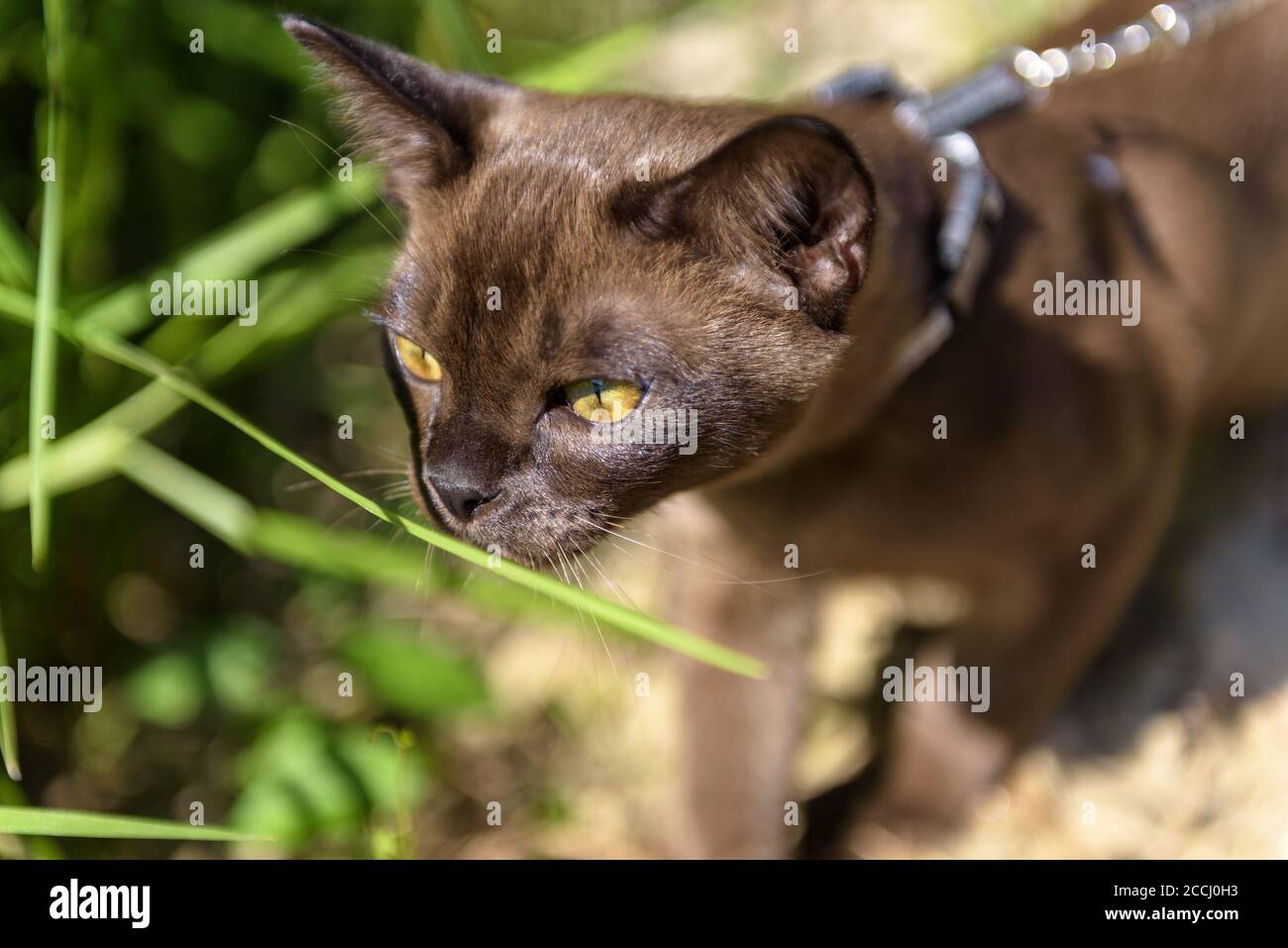 Burmesische Katze mit Leine, die draußen läuft, Halsband Haustier wandernd Outdoor-Abenteuer und schnüffeln Pflanzen. Burma Katze trägt Geschirr geht an den Strand in Summe Stockfoto