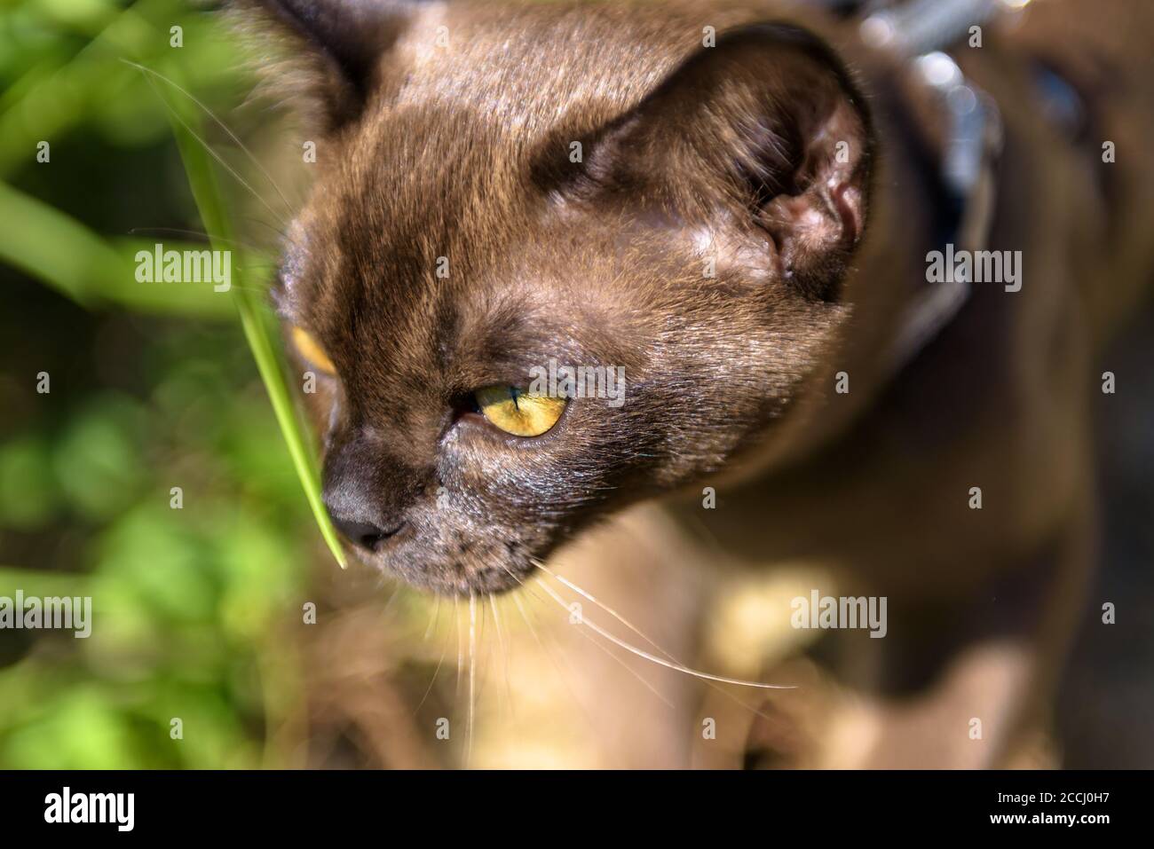 Burma Katze mit Leine zu Fuß außerhalb, aus der Nähe Gesicht von colared junge braune Katze Wandern Outdoor-Abenteuer und schnüffeln Pflanzen. Birmanische Katzenbekleidung Stockfoto