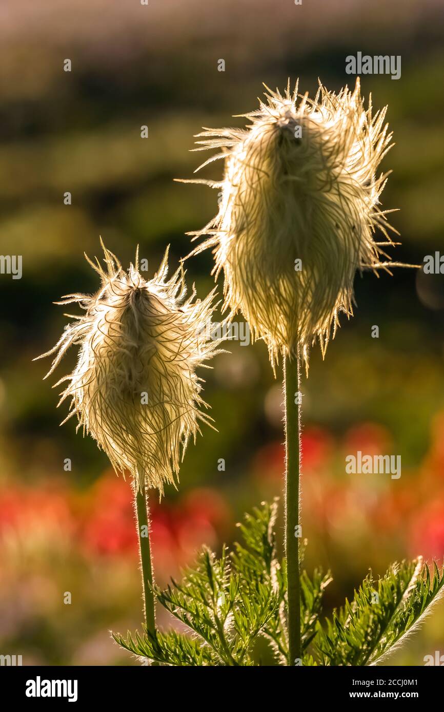 Towhead Baby, Anemone occidentalis, Saatgut Kopf entlang der Snowgrass Trail in der Goat Rocks Wilderness, Gifford Pinchot National Forest, Washington Stat Stockfoto