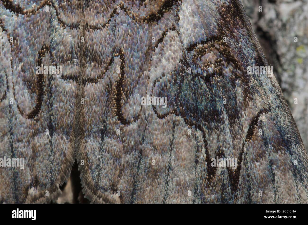 Den Beichtenden Catocala piatrix, Flügel detail Stockfoto