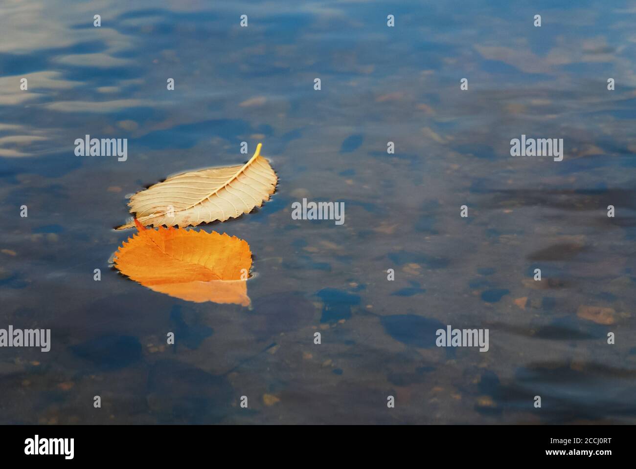Zwei gelbe Herbstblätter im Wasser Stockfoto