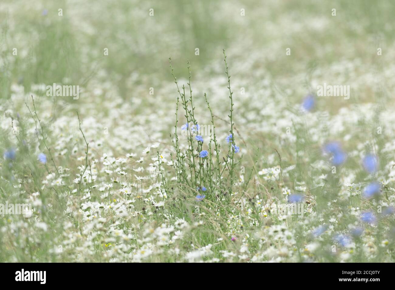 2 - riesige Menge von vielen wilden weißen Gänseblümchen Teppich der Wiesenboden, und ein Fleck von schlanken Zichorien blau blühenden Pflanzen steigen über ihnen. Stockfoto
