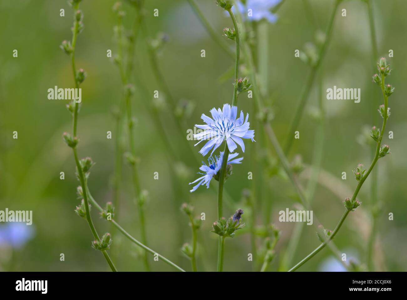 6 - leuchtend weiße und blaue Blütenblätter einer Zichorien-Pflanzenblume. Glatter grüner Hintergrund durch selektive Fokusmethode. Wildwiesenstruktur. Stockfoto