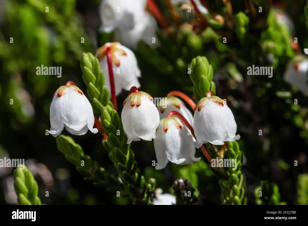 White Heather, Cassiope mertensiana, entlang des Pacific Crest Trail in der Goat Rocks Wilderness, Gifford Pinchot National Forest, Washington State, USA Stockfoto