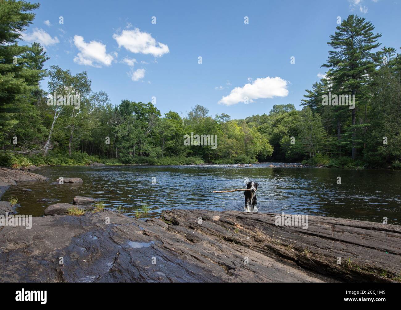 Ein Hund in einem Fluss in einem warmen Sommertag Stockfoto