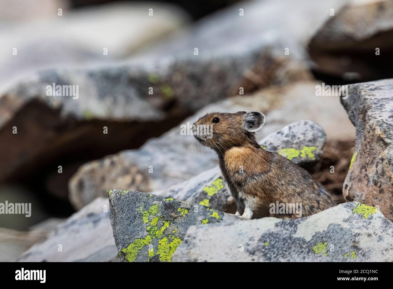 Pika, Ochotona princeps, entlang des Pacific Crest Trail in der Goat Rocks Wilderness, Gifford Pinchot National Forest, Washington State, USA Stockfoto