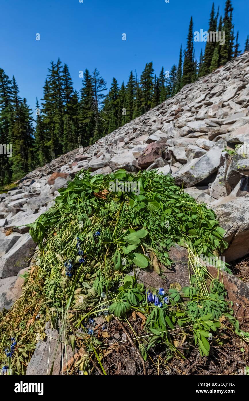 Pika, Ochotona princeps, Heuhaufen in einem Boulderfeld entlang des Pacific Crest Trail in der Goat Rocks Wilderness, Gifford Pinchot National Forest, Wash Stockfoto