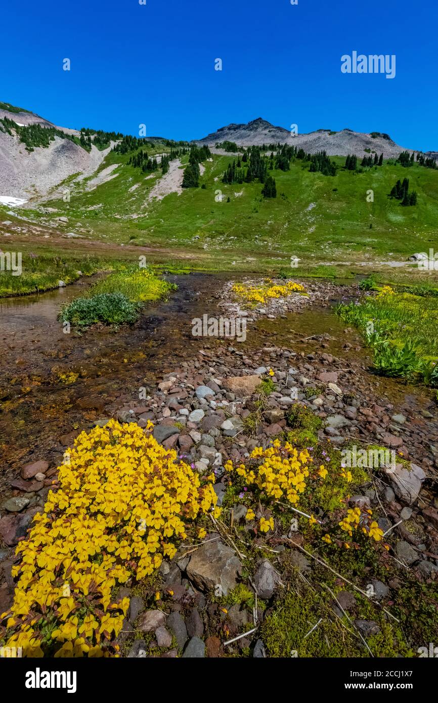 Subalpine Monkeyflower, Erythranthe caespitosa, entlang der Cispus River Hauptwässer in der Goat Rocks Wilderness, Gifford Pinchot National Forest, Washi Stockfoto