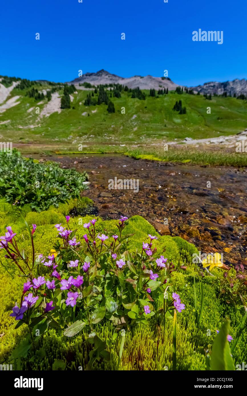 Alpine Willow-Herb, Epilobium anagallidifolium, in einem moosigen Bett neben dem Cispus River hoch im Cispus Basin, Goat Rocks Wilderness, Gifford Pinchot N Stockfoto