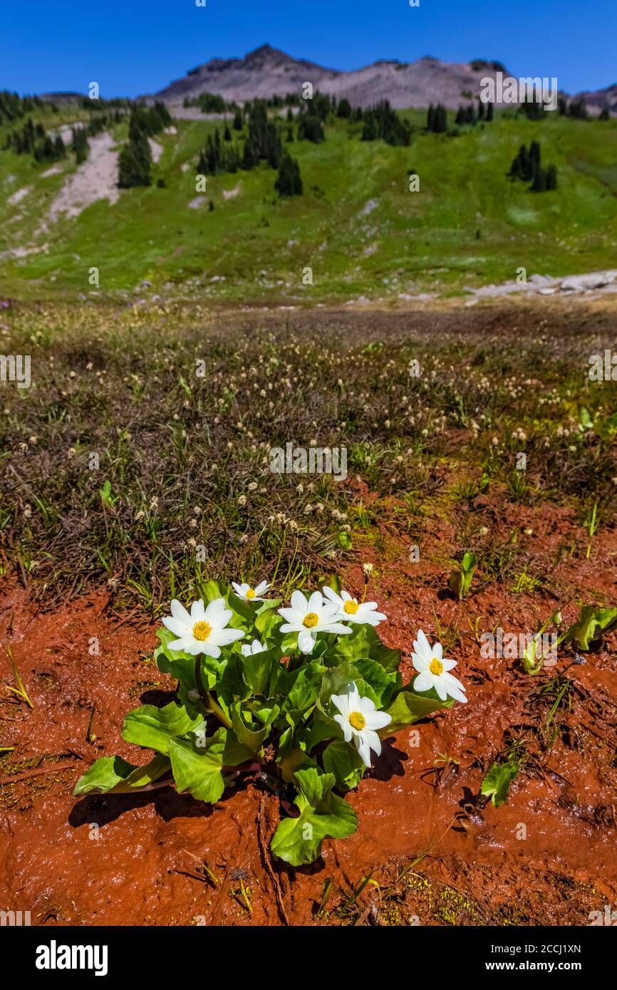 Broadleaved Marsh-Marigold, Caltha biflora, wächst in algenbewachsenen Boden in Cispus Basin in der Goat Rocks Wilderness, Gifford Pinchot National Forest Stockfoto