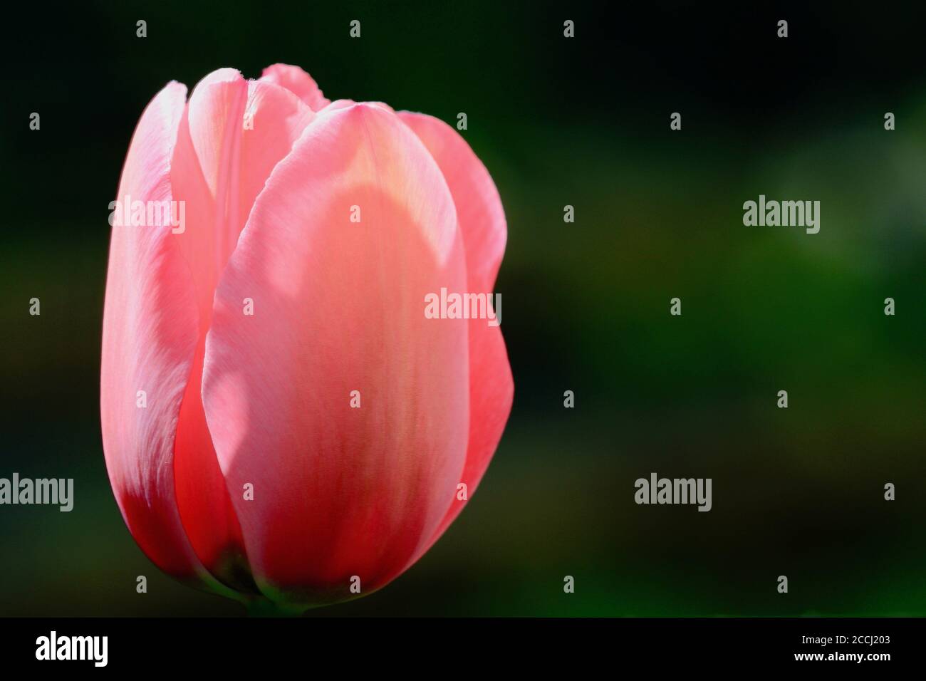 Nahaufnahme einer schönen Tulpenblume (Familie der Liliaceae), leuchtend rosa. Geringe Schärfentiefe. Stockfoto