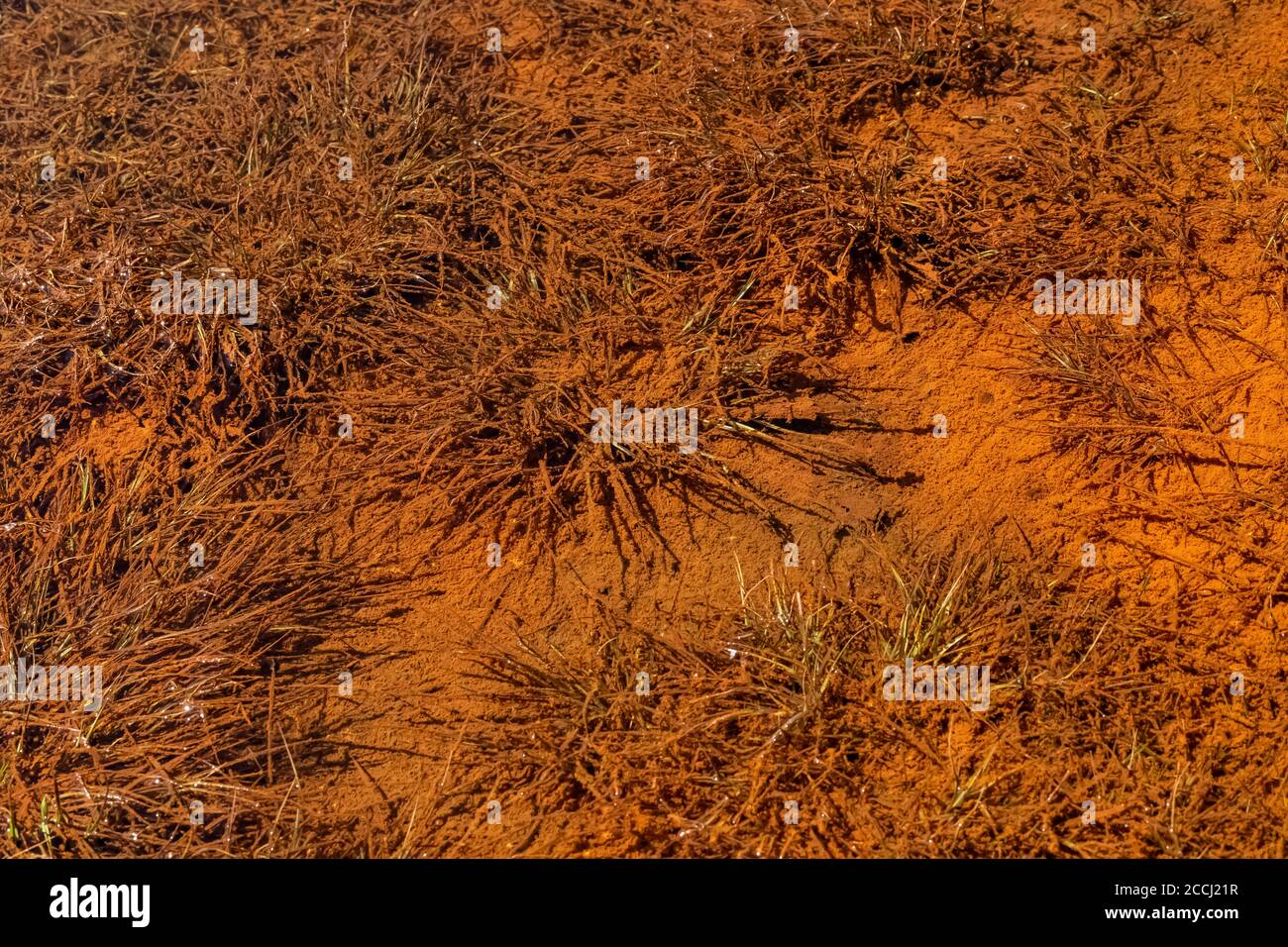 Orange Mikroorganismen, wahrscheinlich Algen, auf Boden, der vor kurzem unter Schneedecke im Cispus Basin der Goat Rocks Wilderness, Gifford Pinchot Nati Stockfoto