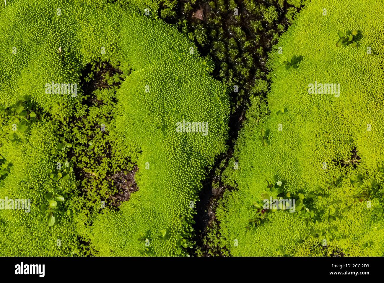 Üppige Moose, die auf vor kurzem geschmolzenem nassem Boden entlang des Cispus River in der Goat Rocks Wilderness, Gifford Pinchot National Forest, Washington S wachsen Stockfoto