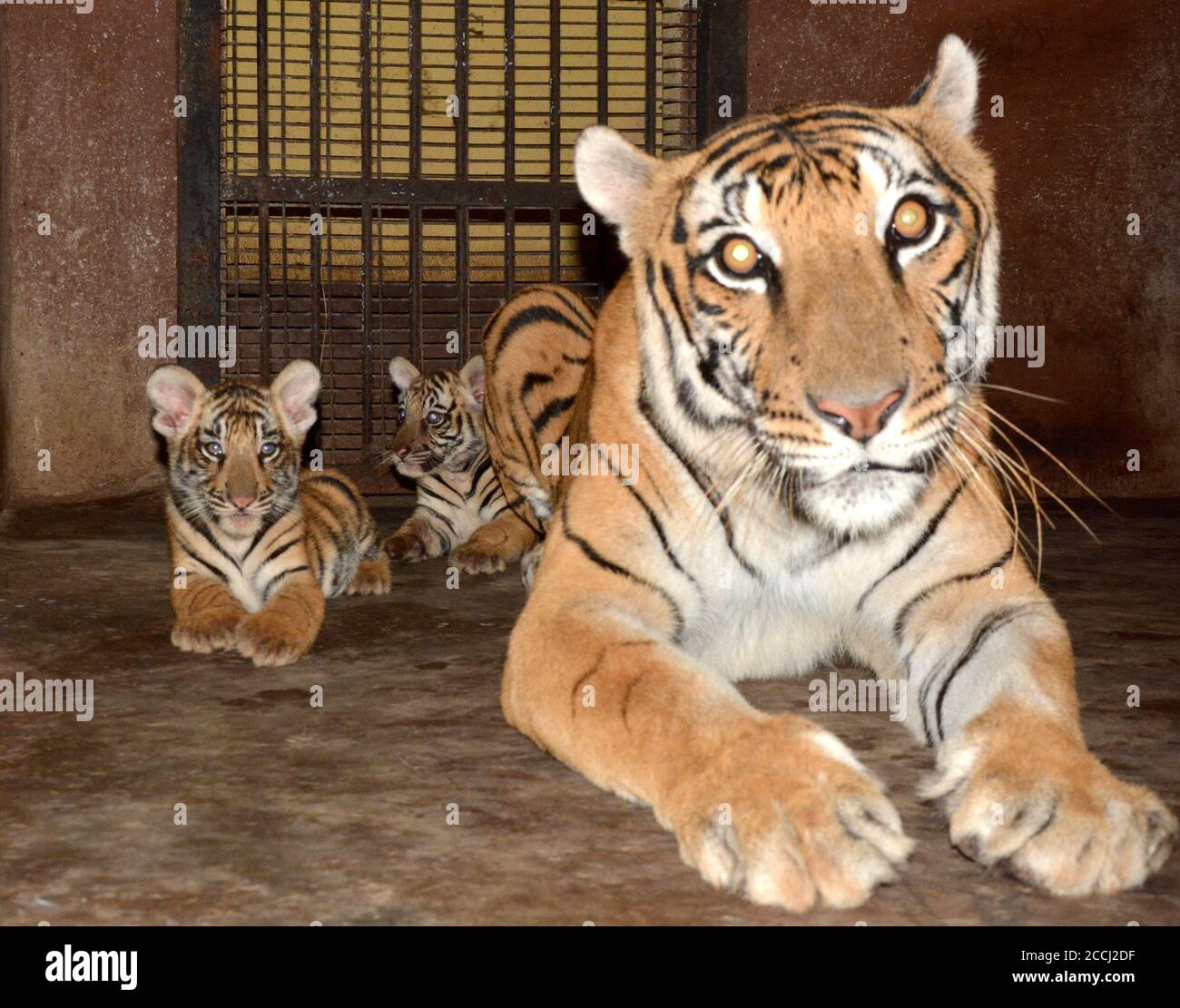 Peking, Indien. August 2020. Eine Königliche bengalische Tigerin und ihre beiden Jungen werden am 22. August 2020 in einem Zoo in Guwahati, Indien, gesehen. Der Zoo begrüßte die Geburt eines Löwen und zweier Tigerjungen im Mai. Quelle: Str/Xinhua/Alamy Live News Stockfoto