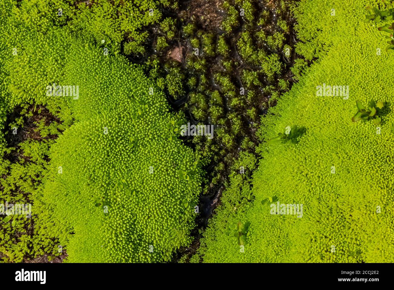 Üppige Moose, die auf vor kurzem geschmolzenem nassem Boden entlang des Cispus River in der Goat Rocks Wilderness, Gifford Pinchot National Forest, Washington S wachsen Stockfoto