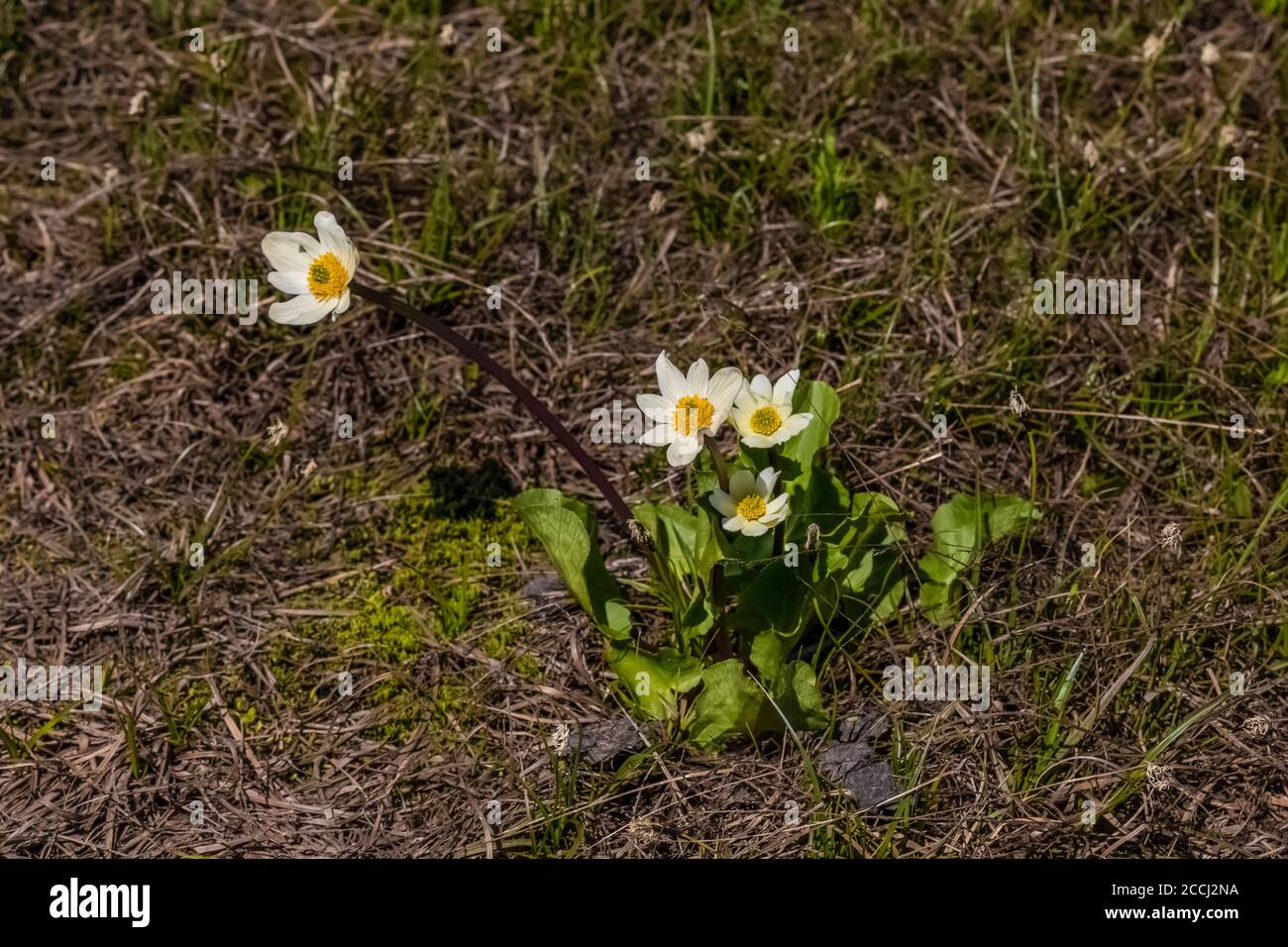 Broadleaved Marsh-Marigold, Caltha biflora, in Cispus Basin in the Goat Rocks Wilderness, Gifford Pinchot National Forest, Washington State, USA Stockfoto