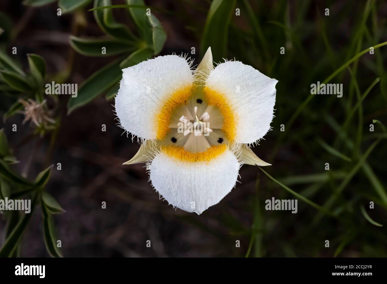 Subalpine Katzenohren, Calochortus subalpinus, blühend auf einer subalpinen  Wiese in der Ziegenfelsen Wildnis, Gifford Pinchot National Forest,  Washingto Stockfotografie - Alamy