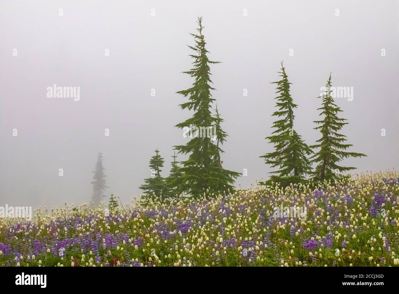 Subalpine Wildblumenwiese mit Berghemlocks entlang des Pacific Crest Trail in der Goat Rocks Wilderness, Gifford Pinchot National Forest, Washin Stockfoto