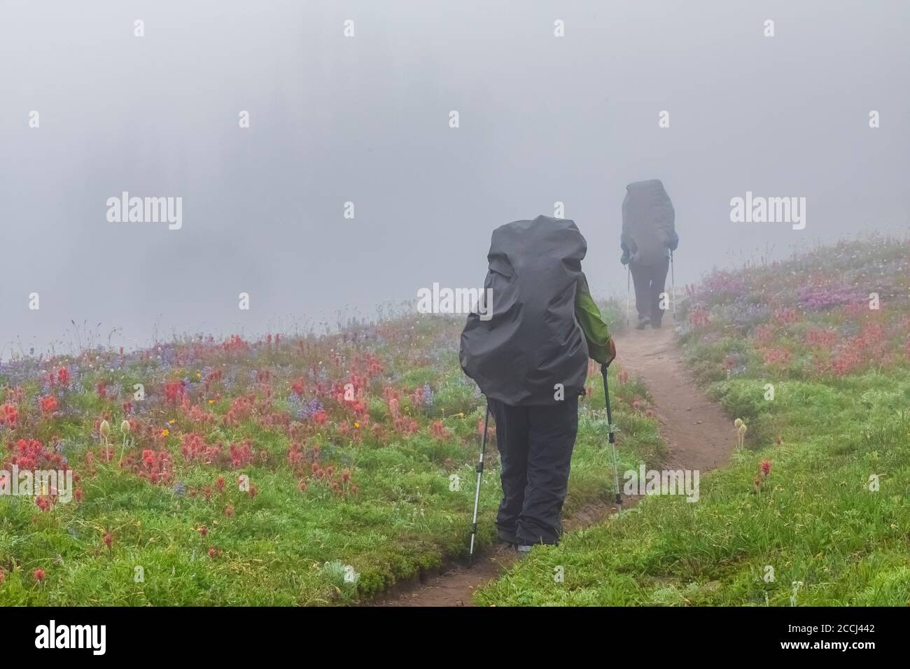 Rucksacktouristen in einem leichten Regen in einer Wildblumenwiese in der Goat Rocks Wilderness, Gifford Pinchot National Forest, Washington State, USA Stockfoto