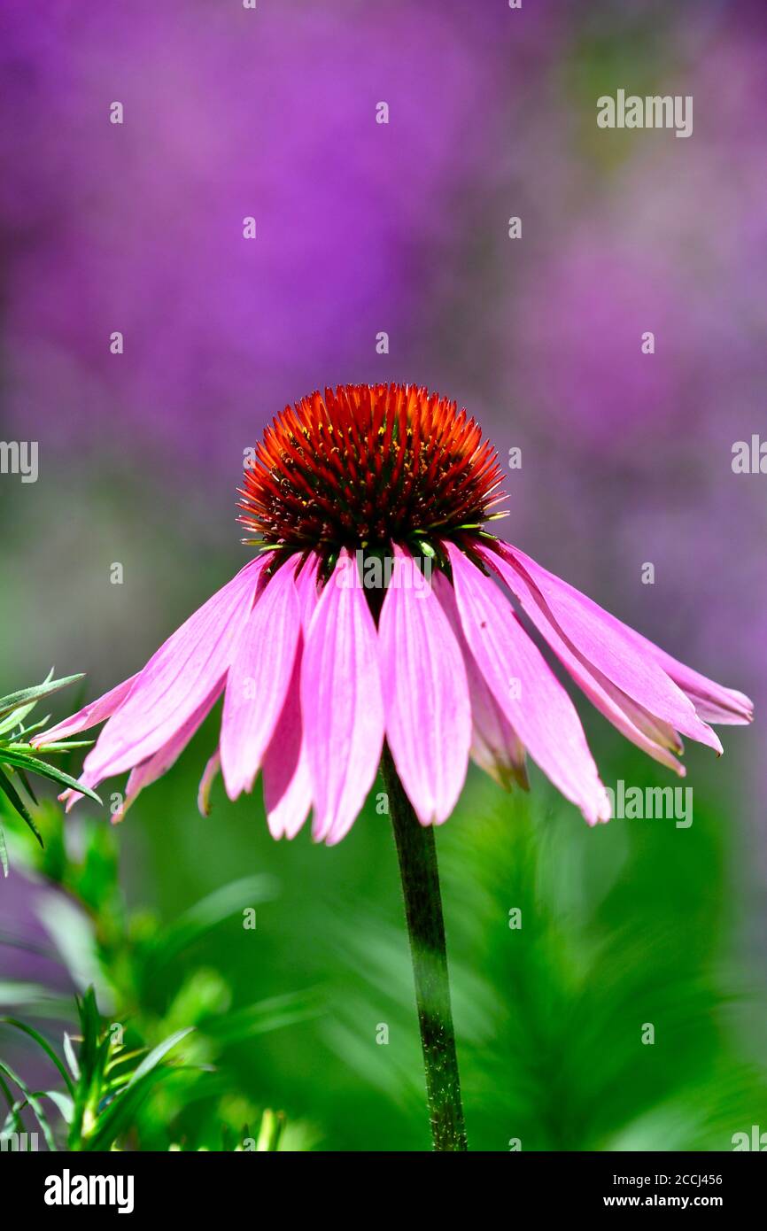 Nahaufnahme der Echinacea-Blume (Koneblume, Familie der Gänseblümchen). Der gebräuchliche Name "Kegelblume" kommt von dem charakteristischen "Kegel" in der Mitte Stockfoto
