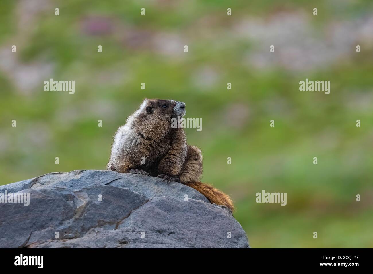Hoary Marmot, Marmota caligata, thront auf einem Wachposten Felsen entlang des Pacific Crest Trail durch die Goat Rocks Wilderness, Gifford Pinchot National F Stockfoto