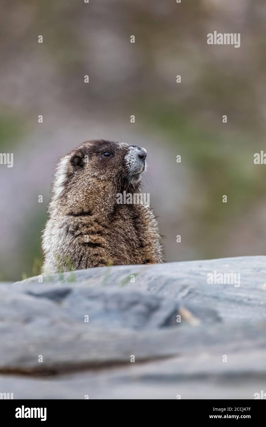 Hoary Marmot, Marmota caligata, thront auf einem Wachposten Felsen entlang des Pacific Crest Trail durch die Goat Rocks Wilderness, Gifford Pinchot National F Stockfoto