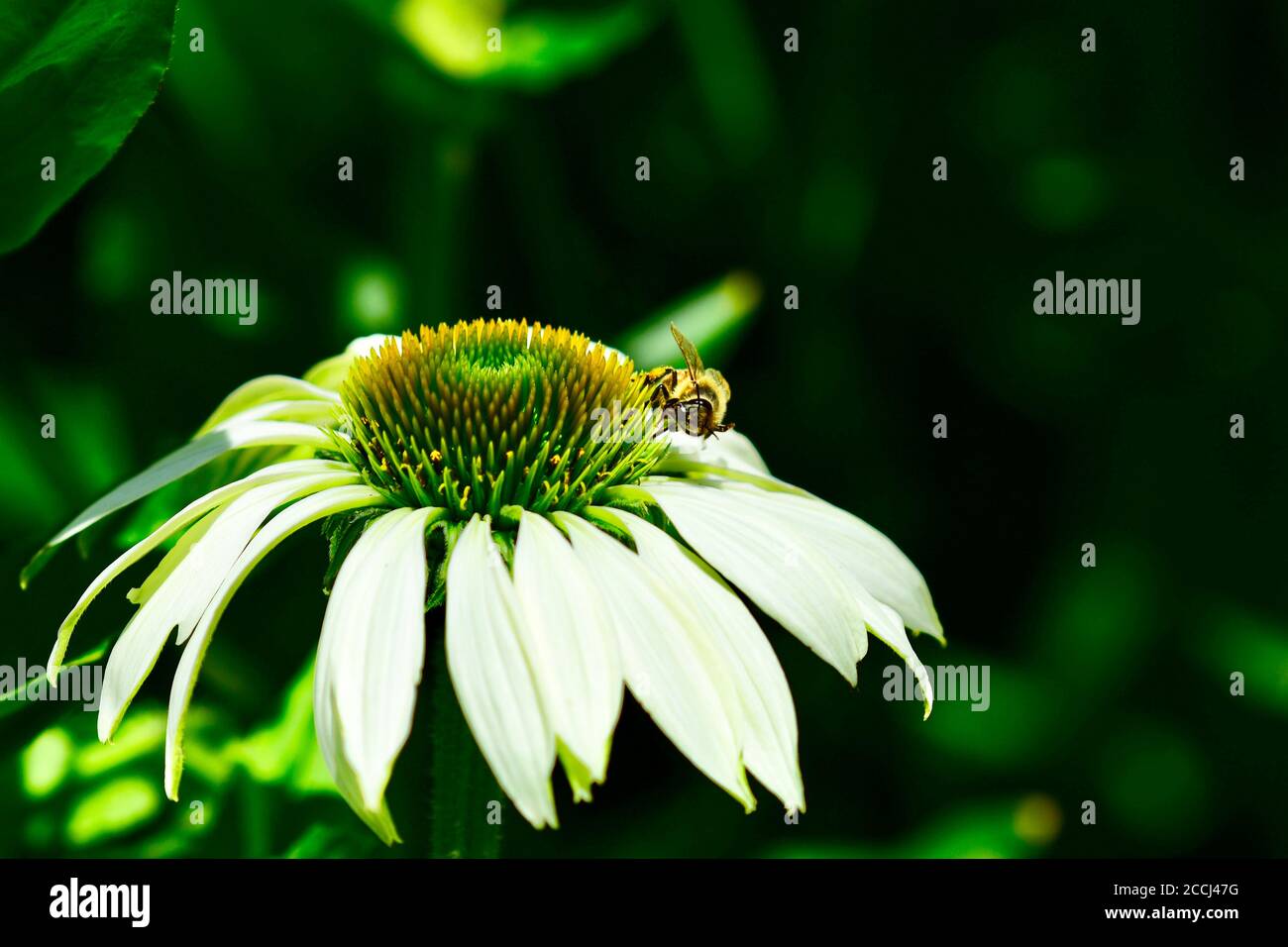 Nahaufnahme der Echinacea Blume (Koneblume, Familie Gänseblümchen) mit einer Honigbiene bestäubt es. Stockfoto