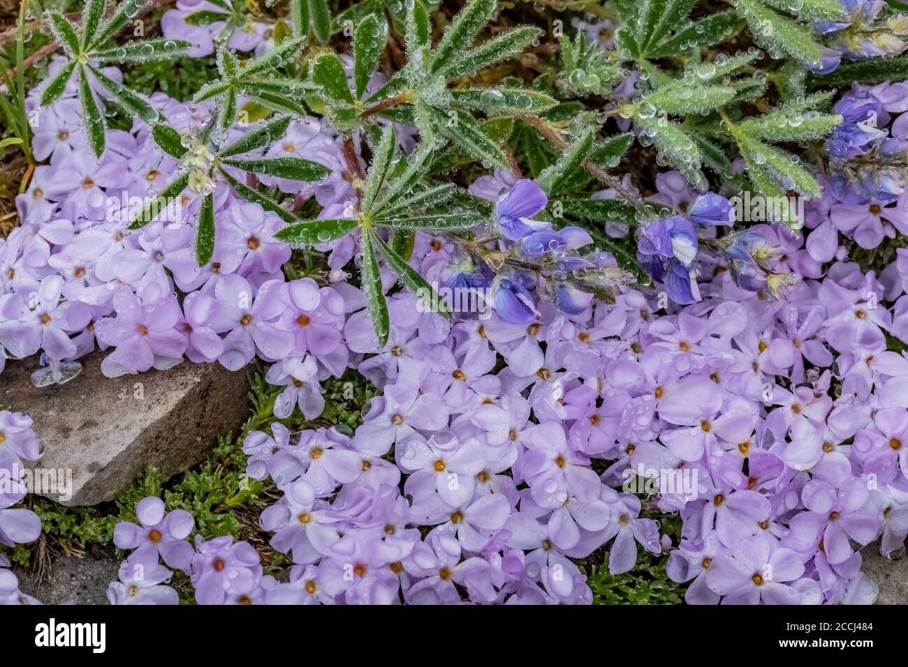 Verbreitung von Phlox, Phlox diffusa und Laublupine, Lupinus latifolius, im Regen entlang des Pacific Crest Trail in der Ziegenfelsen Wildnis, GIFF Stockfoto